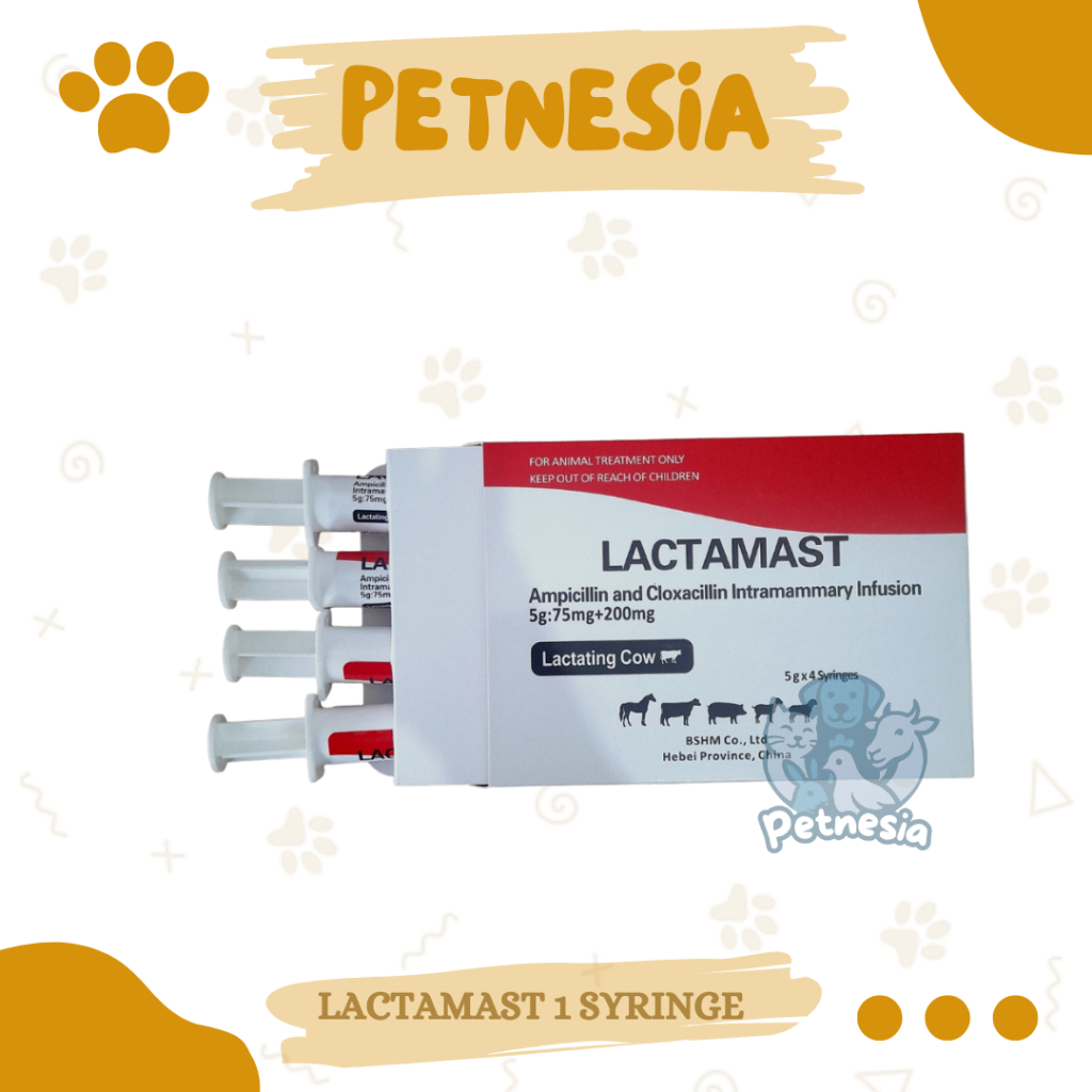 LACTAMAST 1 SYRINGE - Antibiotik Intramammary untuk Pengobatan Mastitis pada Sapi Perah