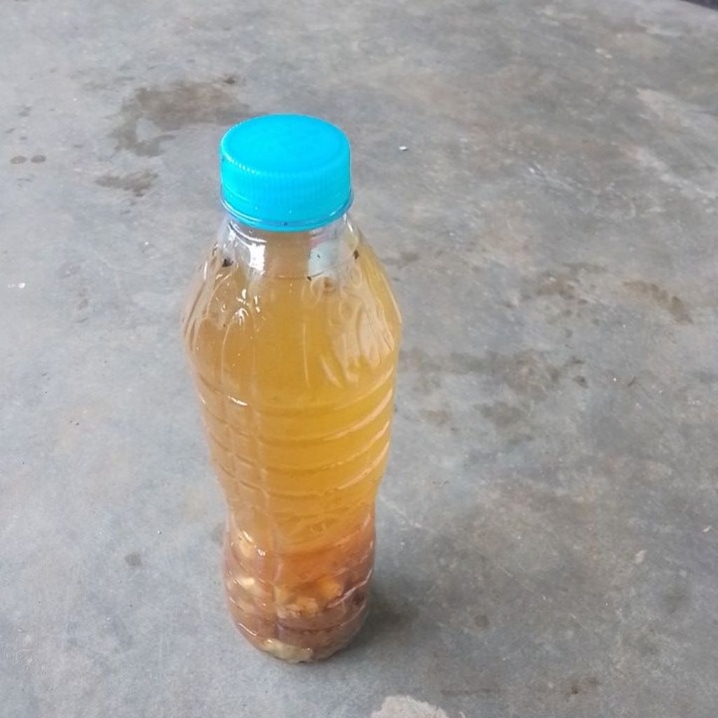 insektisida alami untuk kutu kutuan