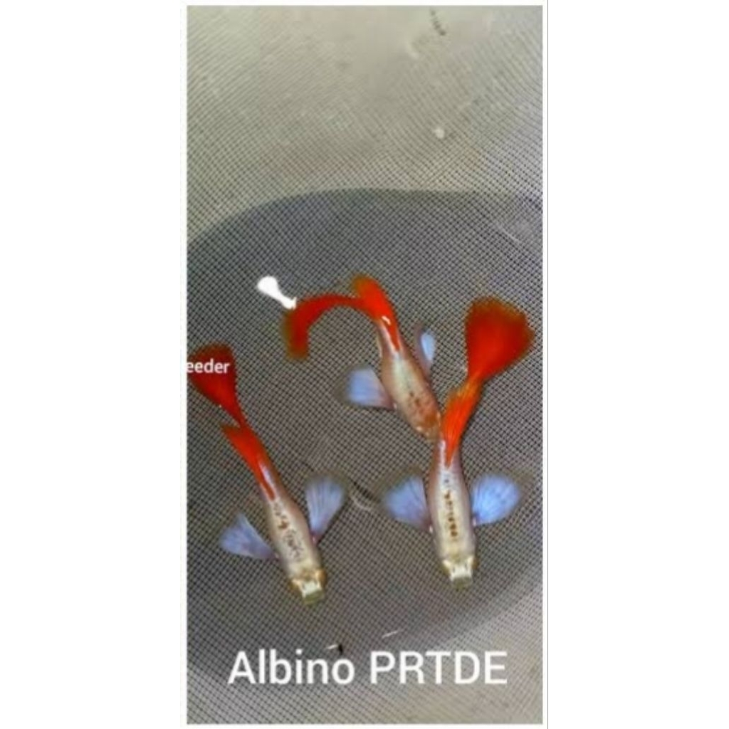 Guppy Albino PRTDE Remaja (Juve)
