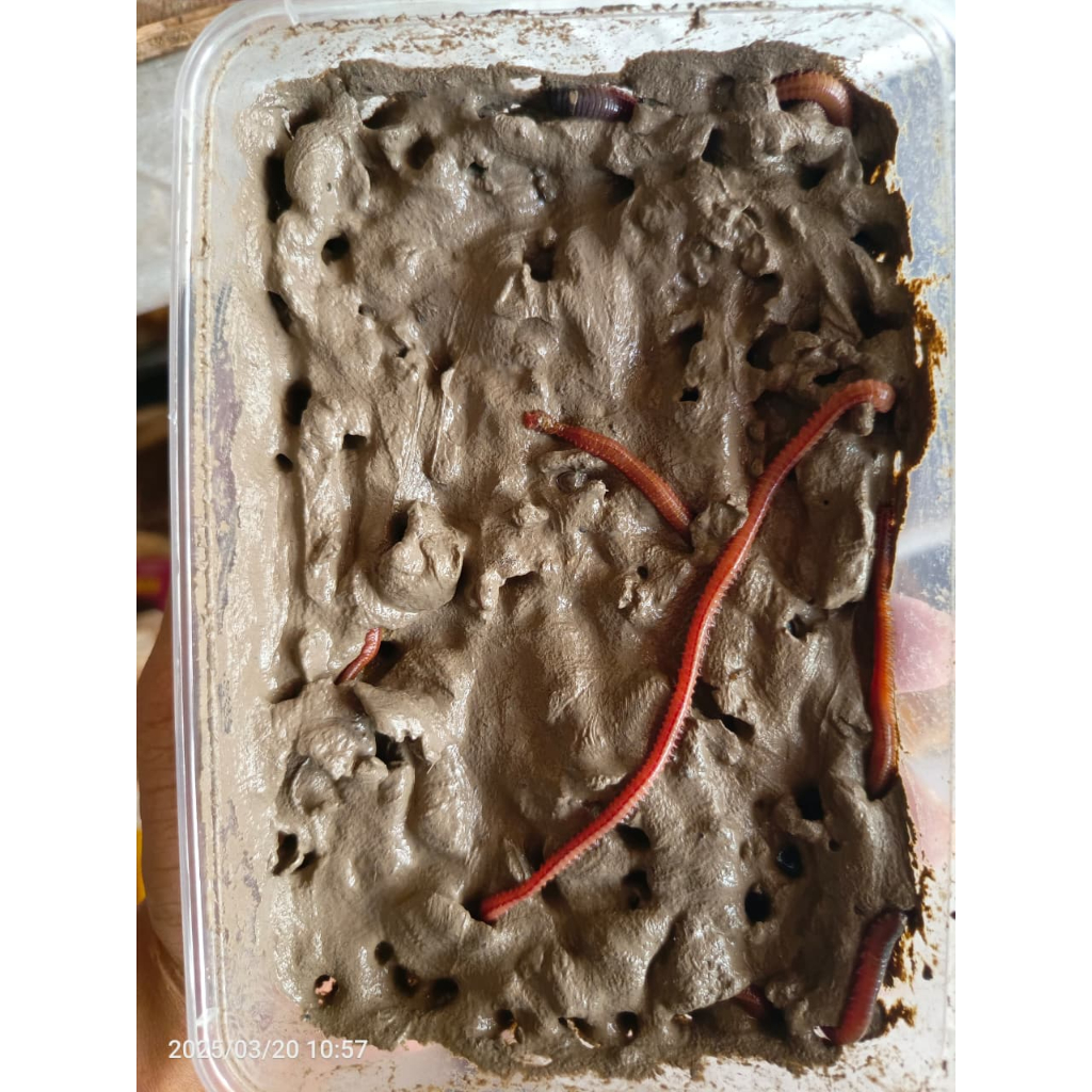 CACING LAUT CACING LUR LAUT CACING NAGA UMPAN MEDIA LAUT