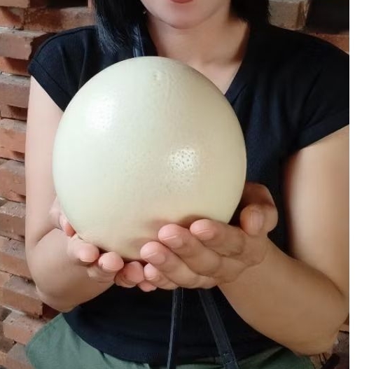 TELUR BURUNG UNTA ASLI FLASH SALE