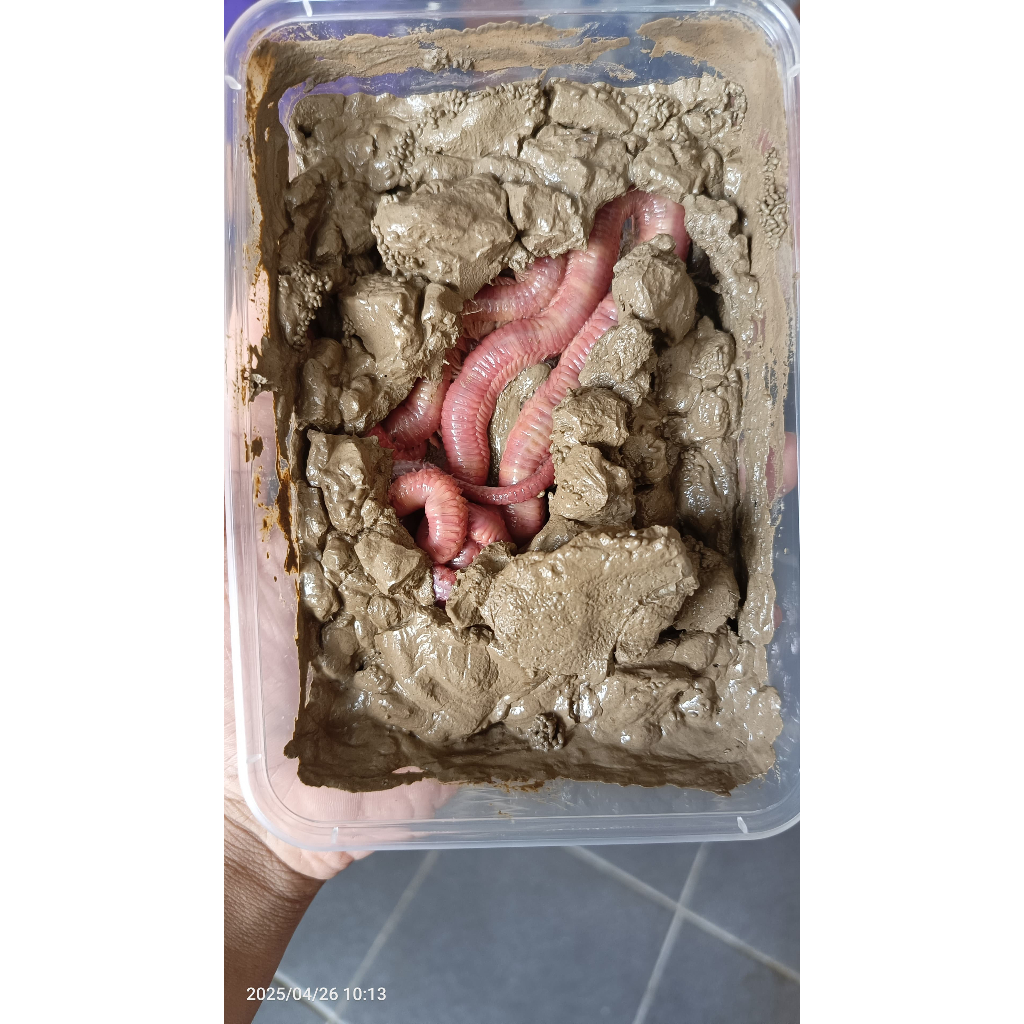 CACING NIPAH UMPAN ANDALAN GALATAMA KOLAM DAN LAUT