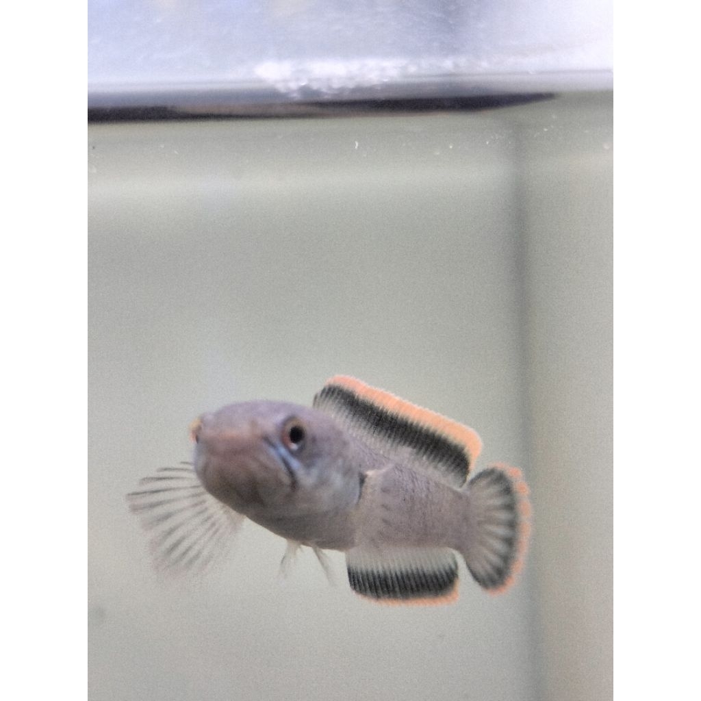 Channa Limbata cb lawu single flering