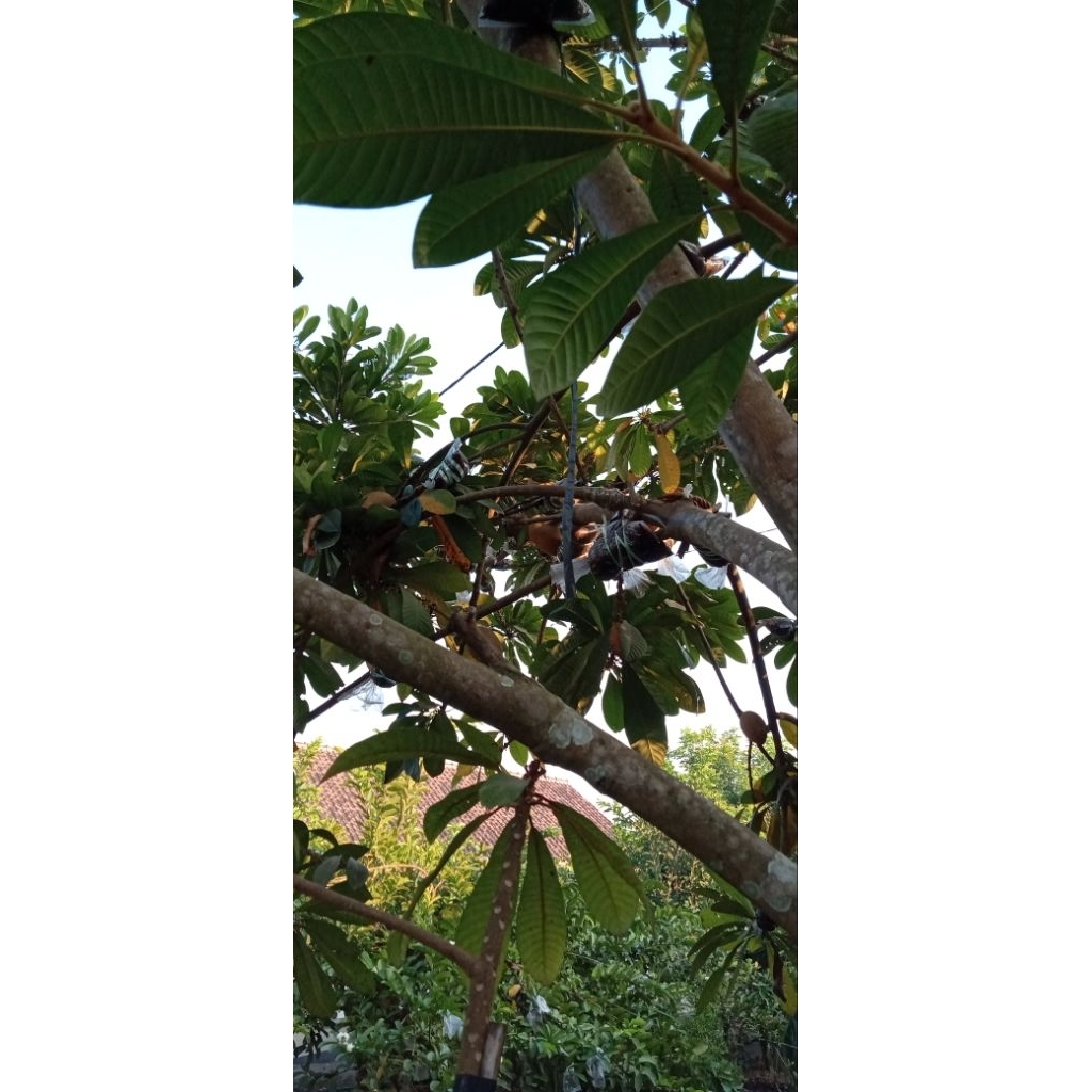 entres mamey sapote magana