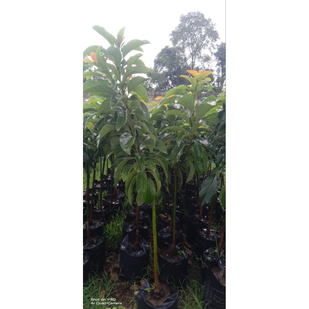 Bibit Alpukat Aligator Siap Berbuah,