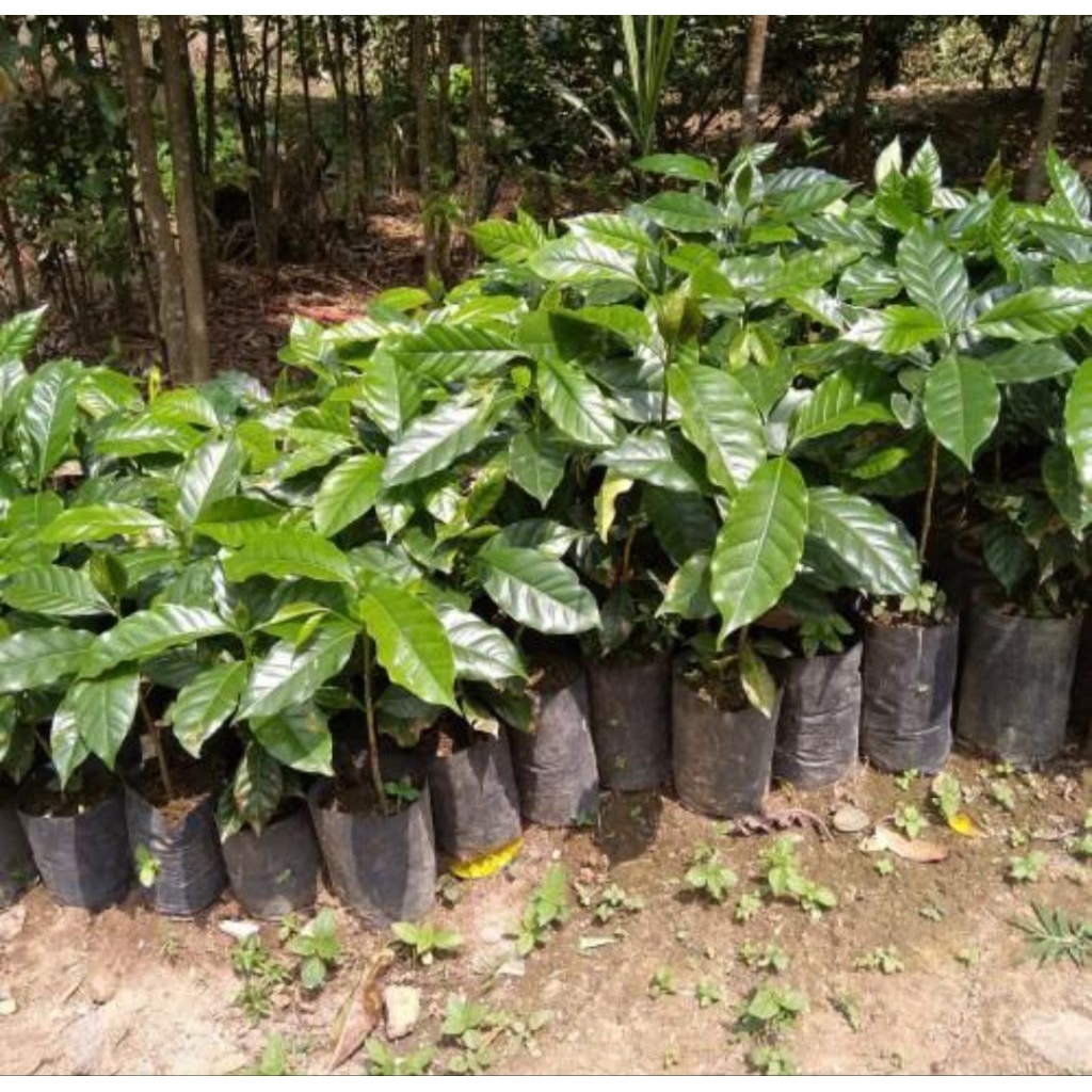 Bibit Kopi Arabika Ateng Super Unggul 50 Batang