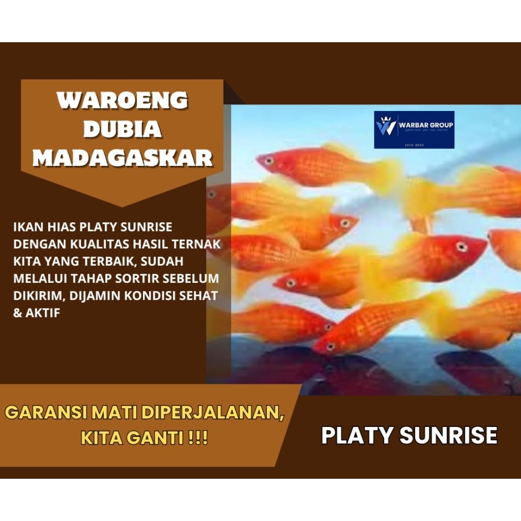 Ikan hias sunrise platy KUALITAS GRADE A ( GARANSI )