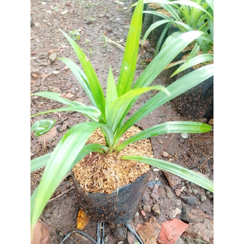 tanaman pandan wangi tanaman herbal pandan wangi tanaman rempah pandan wangi, tanaman hias pandan wa
