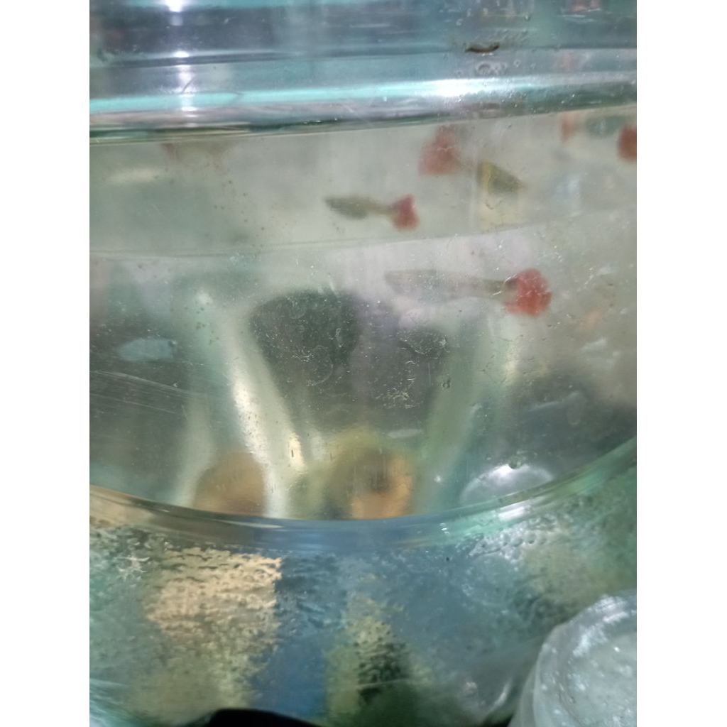 ikan Guppy betina