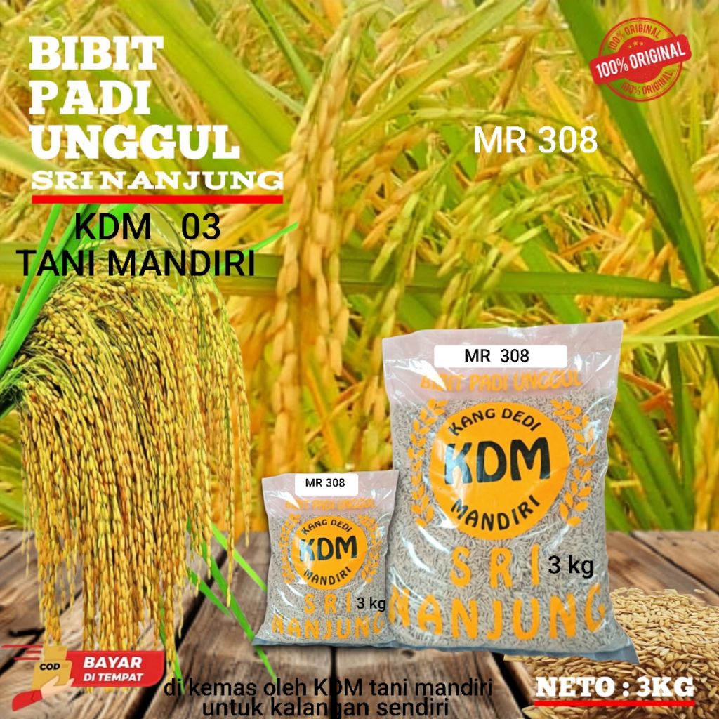 BIBIT PADI BENIH PADI MR 308 KEMASAN 3 KG BENIH PADI UNGGUL