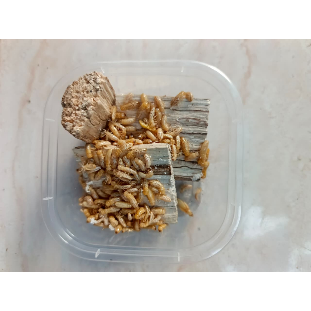 POA/RENGAS UMPAN JITU UNTUK MANCING