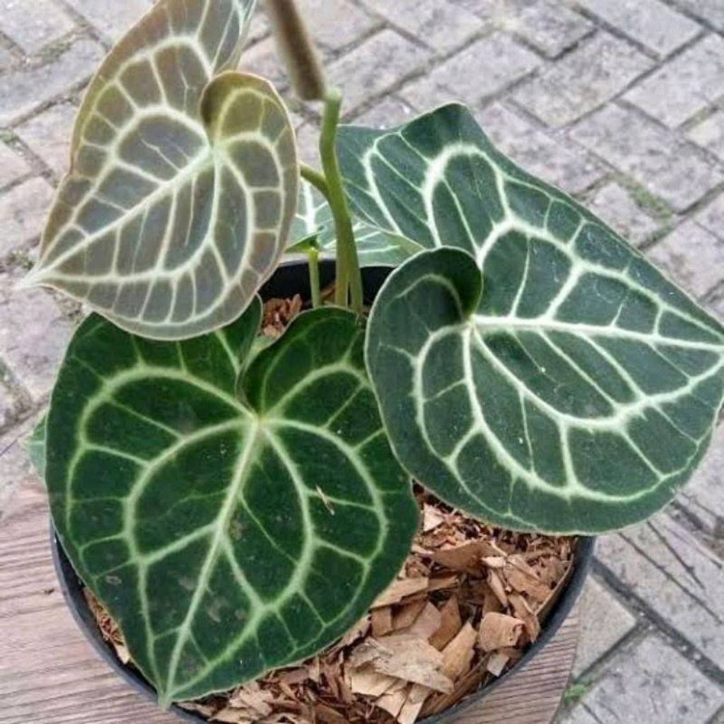 ( BISA COD ) Tanaman Hias Anthurium Kuping Gajah Tarantula / Tanaman Indoor Anturium Tarantula Tanam