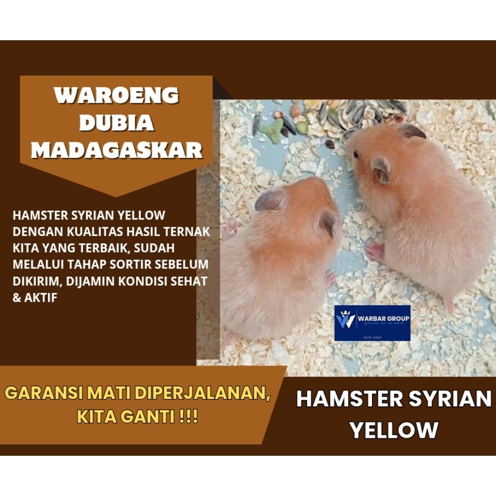 Hamster syrian golden BISA REQUEST GENDER KUALITAS GRADE A ( GARANSI )