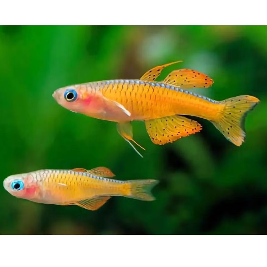 ikan pseudomugil paskai aquascape