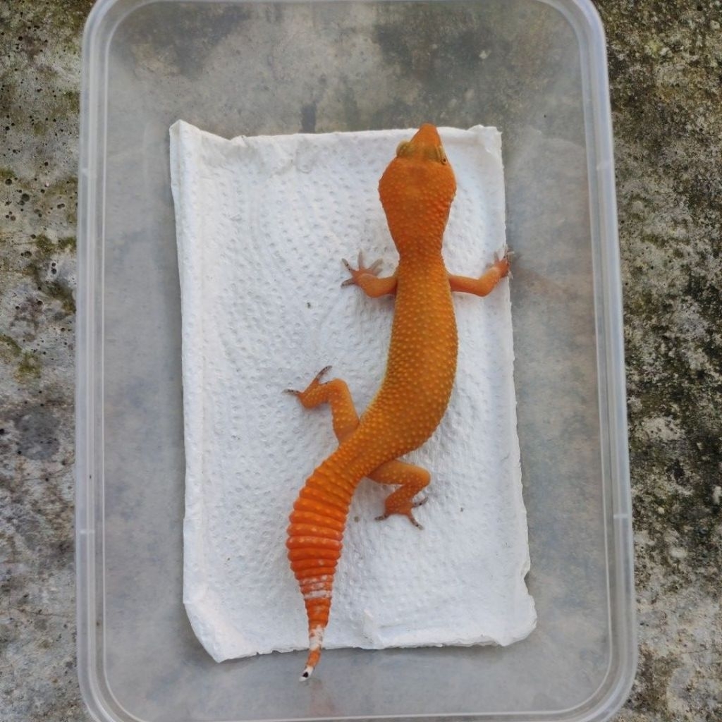 MAINAN ANAK GECKO JUVE_SHTCTB FEMALE