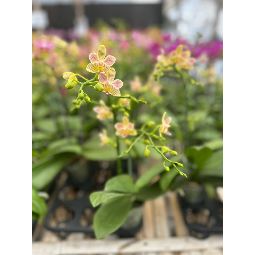 ANGGREK BULAN MINI Kuning muda garis merah