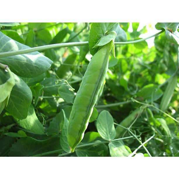 TUMBUH CEPAT BENIH KACANG POLONG