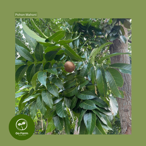 Benih Bibit Pohon Kayu Mahoni 20 Biji