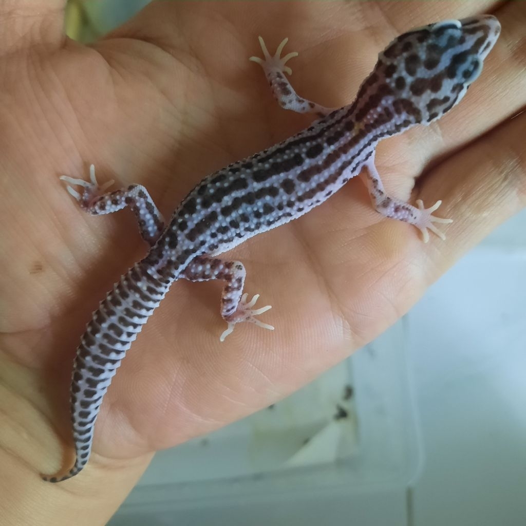 Sesuai foto Mainan Promo Gecko Leopard Super Snow Eclips