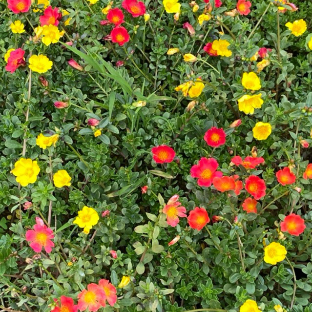 Tanaman hias krokot mawar warna kuning merah