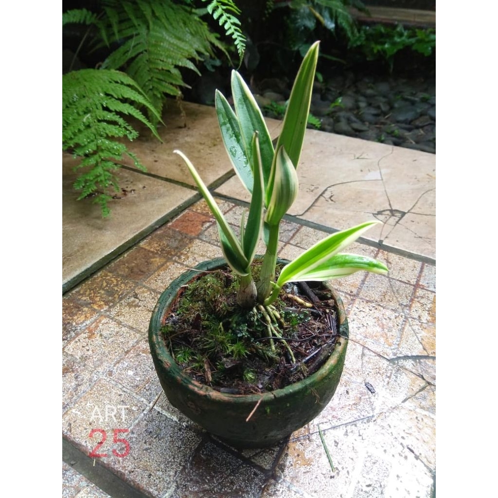 Anggrek Dendrobium 'Yaya' Variegata Anggrek Varigata Sesuai Foto