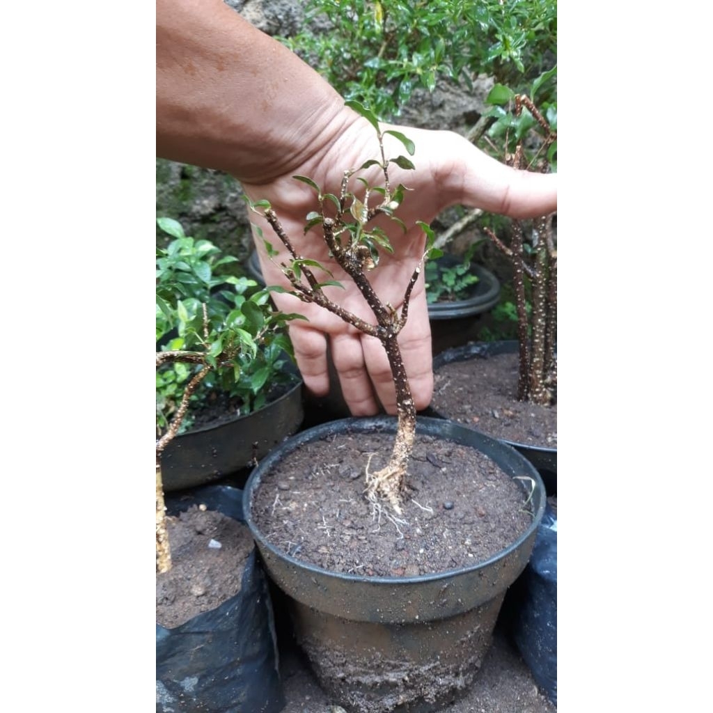 bibit bonsai sakura mikro