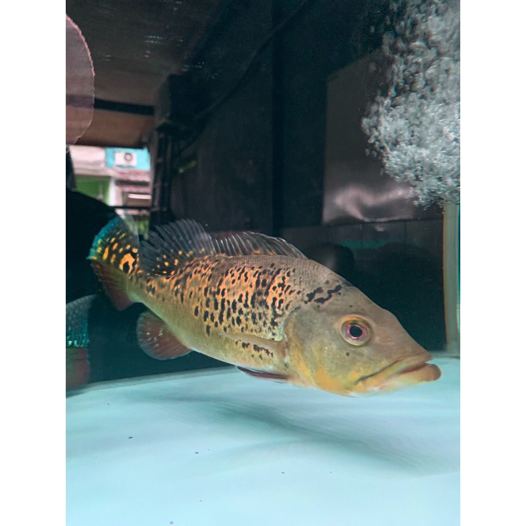 Ikan Hias PBass Peacok Bass Kelberi Size 25 up