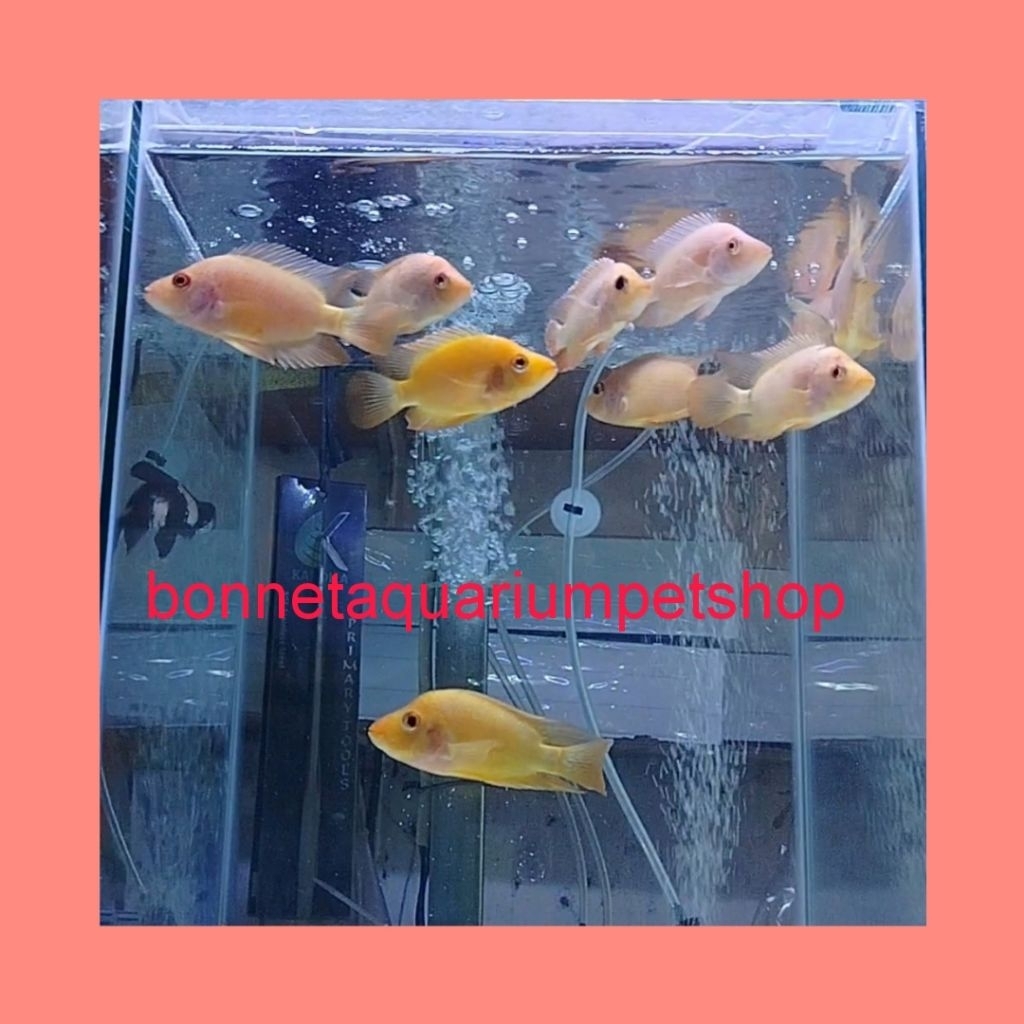 IKAN HIAS RED DEVIL ONLY INSTAN