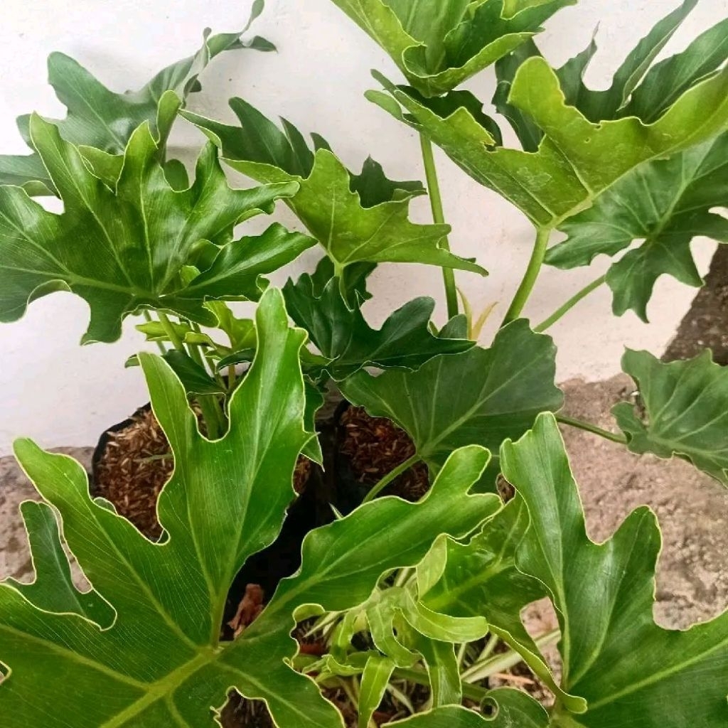 Tanaman Hias Bunga Dendron (Polibag) tinggi 25-35 cm