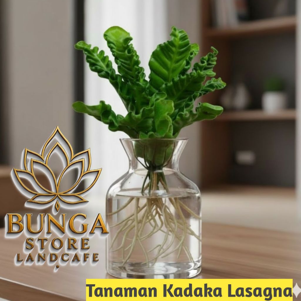 Tanaman media air kadaka lasagna - tanaman kadaka lasagna - tanaman yg bisa hidup di air