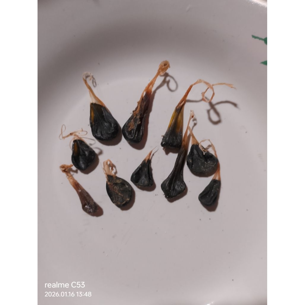 Empedu Biawak Kering, obat asma, diabetes, gatal - gatal dan alergi kulit