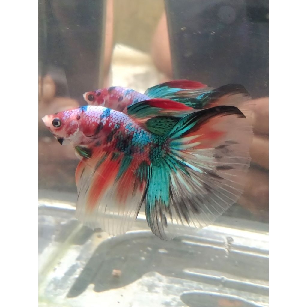 cupang HM multi size M