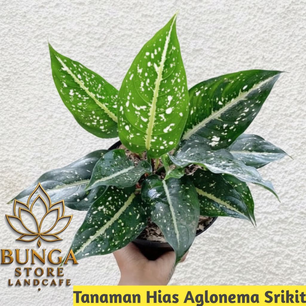 Tanaman hias aglonema srikit - Aglonema srikit