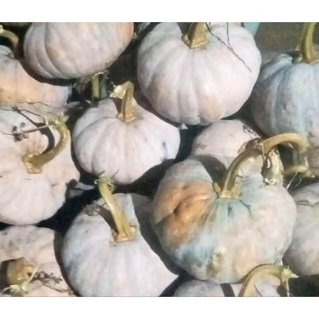 LABU/waluh /JAMBE BERASTAGI 1kg