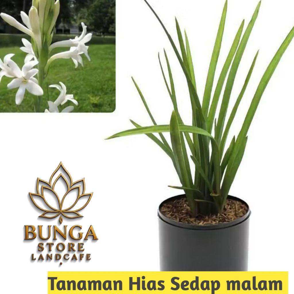 Tanaman bunga sedap malam - sedap malam - sedap malam wangi - bunga hidup