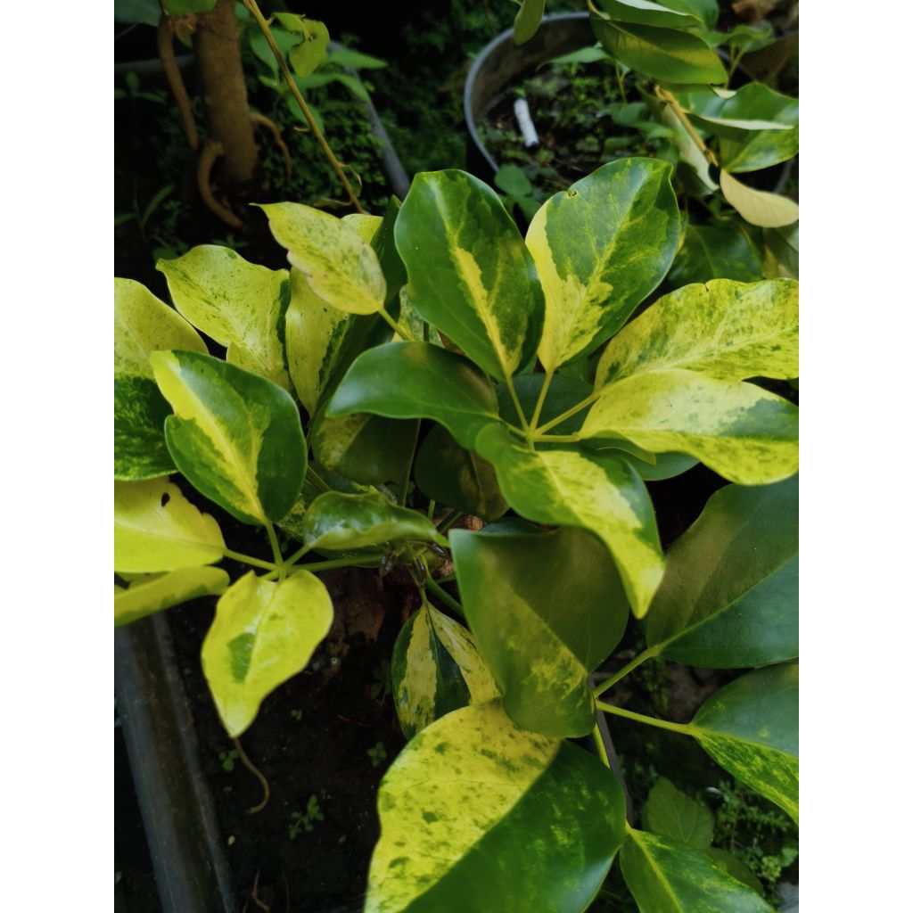 bibit tanaman tlogosari