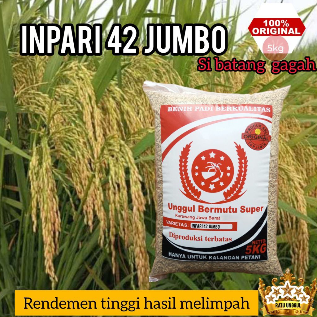 Bibit Padi Inpari 42 Jumbo Rendemen Tinggi Kualitas Super Terbaru 5Kg