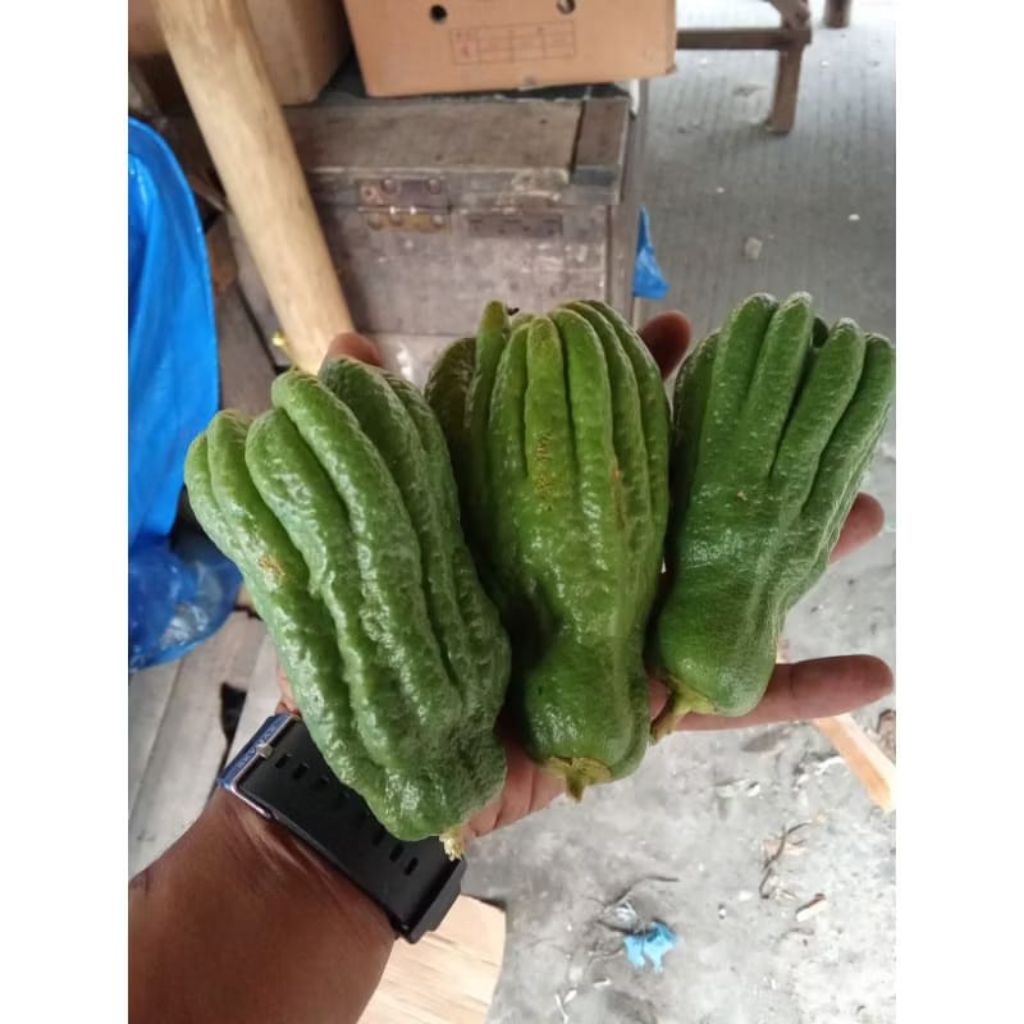 jeruk kuku macan/kuku harimau/limau harimau per 1buah