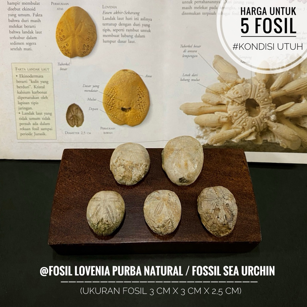 Fosil Lovenia Purba Natural B23 atau Fosil Sea Urchin atau Fosil Bintang Laut atau Fosil Landak Laut