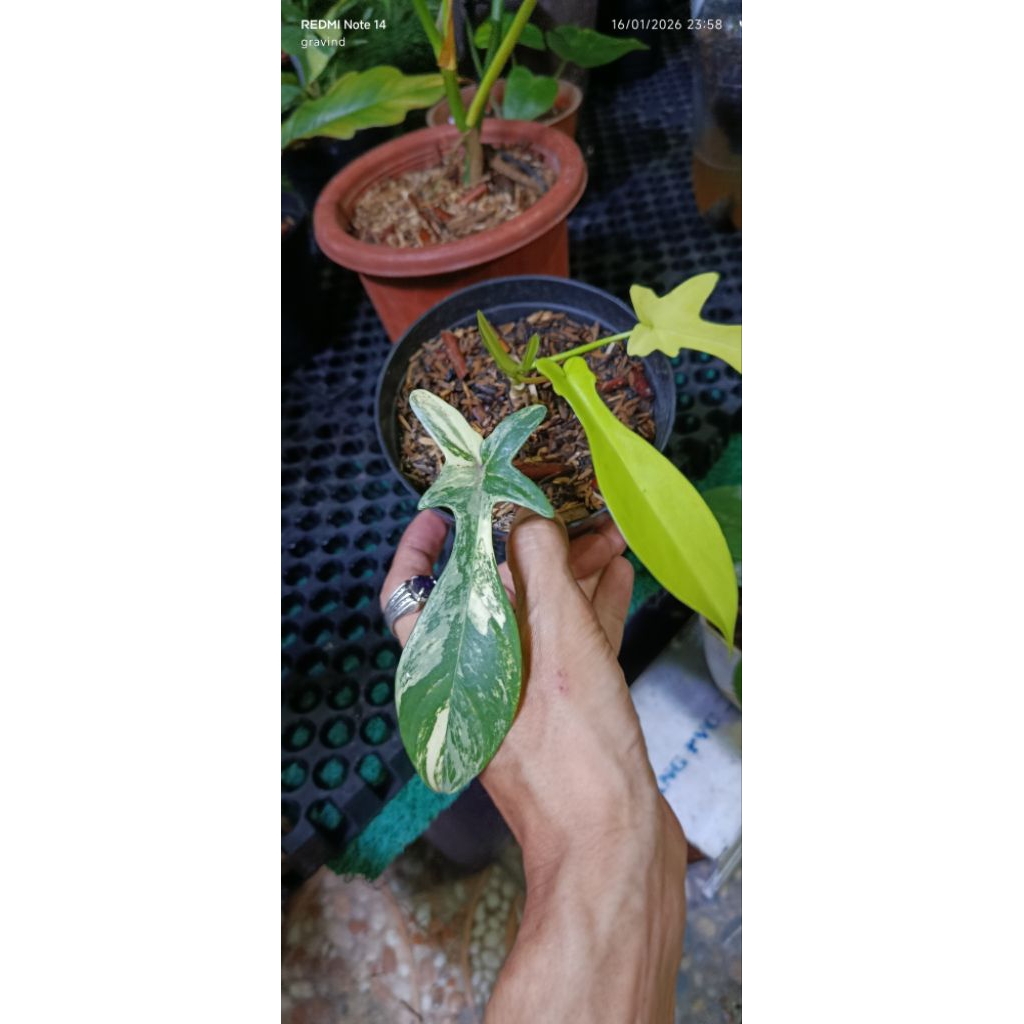 flobevarigata_florida beauty anakan