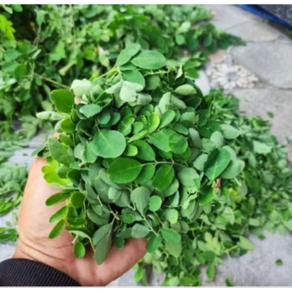 TEH DAUN KELOR / DAUN KELOR KERING