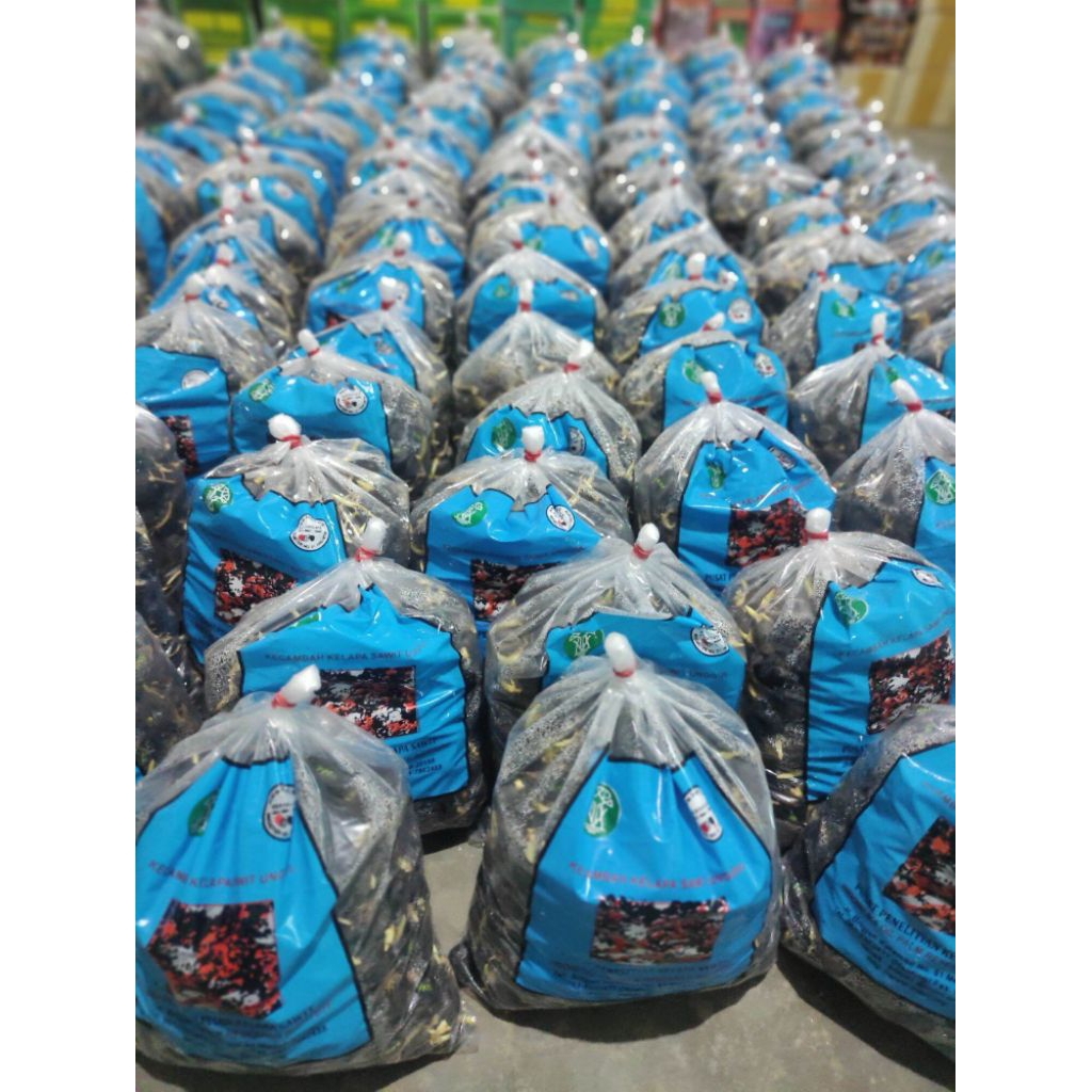 COD (isi 250) bibit kecambah sawit DxP TENERA KUALITAS UNGGUL