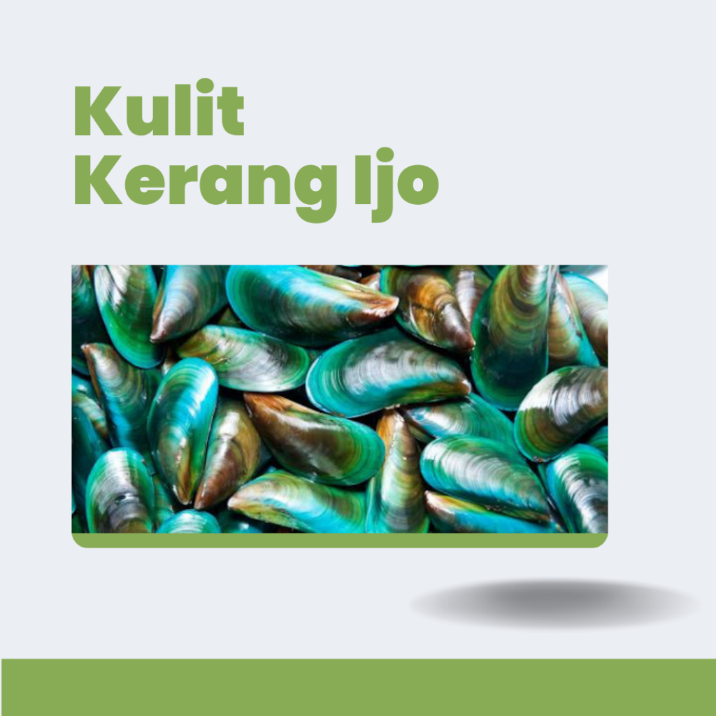 CANGKANG KERANG HIJAU KULIT KERANG IJO