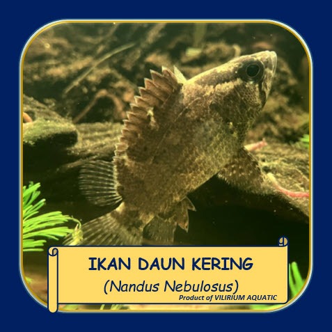 IKAN HIAS AIR TAWAR - IKAN DAUN KERING KALIMANTAN / BORNEAN LEAFFISH (IKAN PREDATOR)