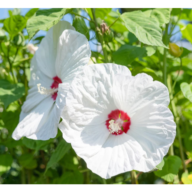 Benih HIBISCUS MARIETTE White Biji Bunga Kembang Sepatu