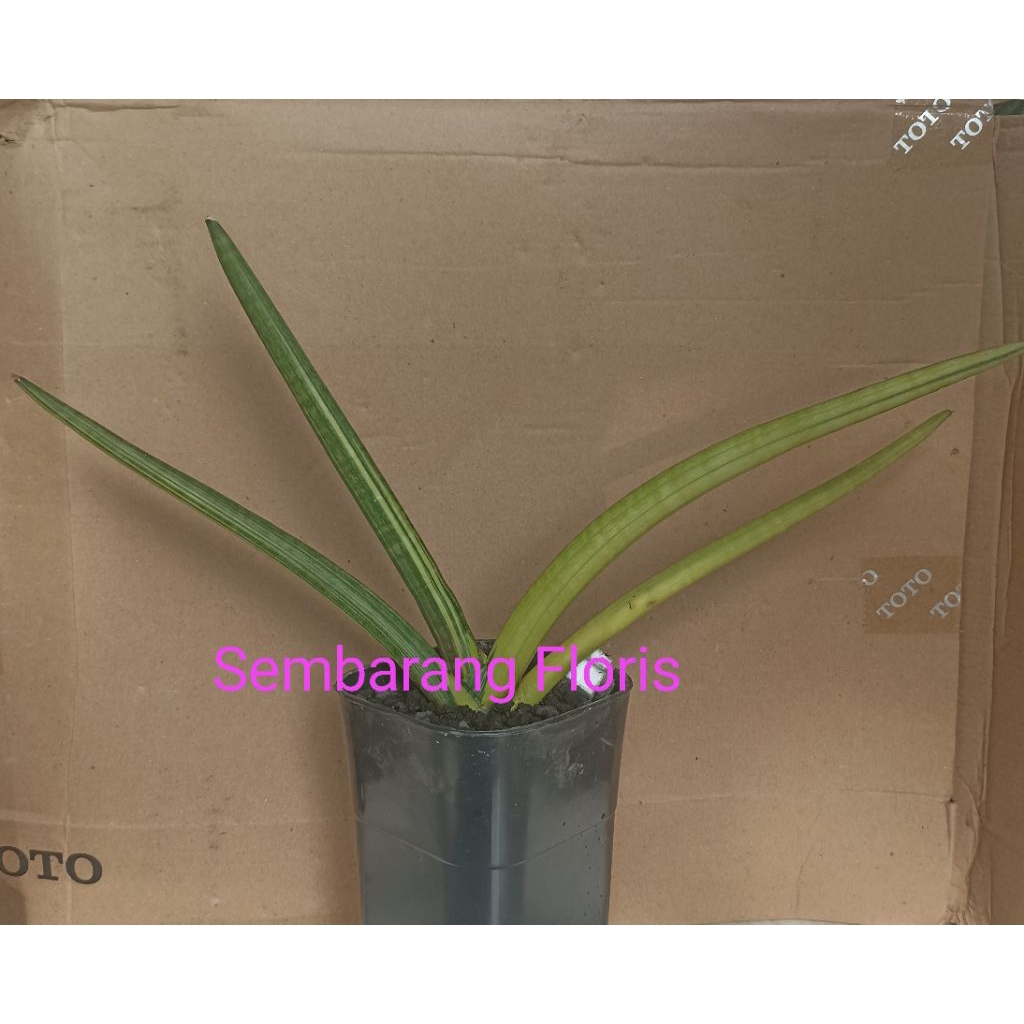 Sansevieria Cylindrica Patula Variegata / Sansevieria Patula Variegata/ Sansevieria Cylindrica Bojer