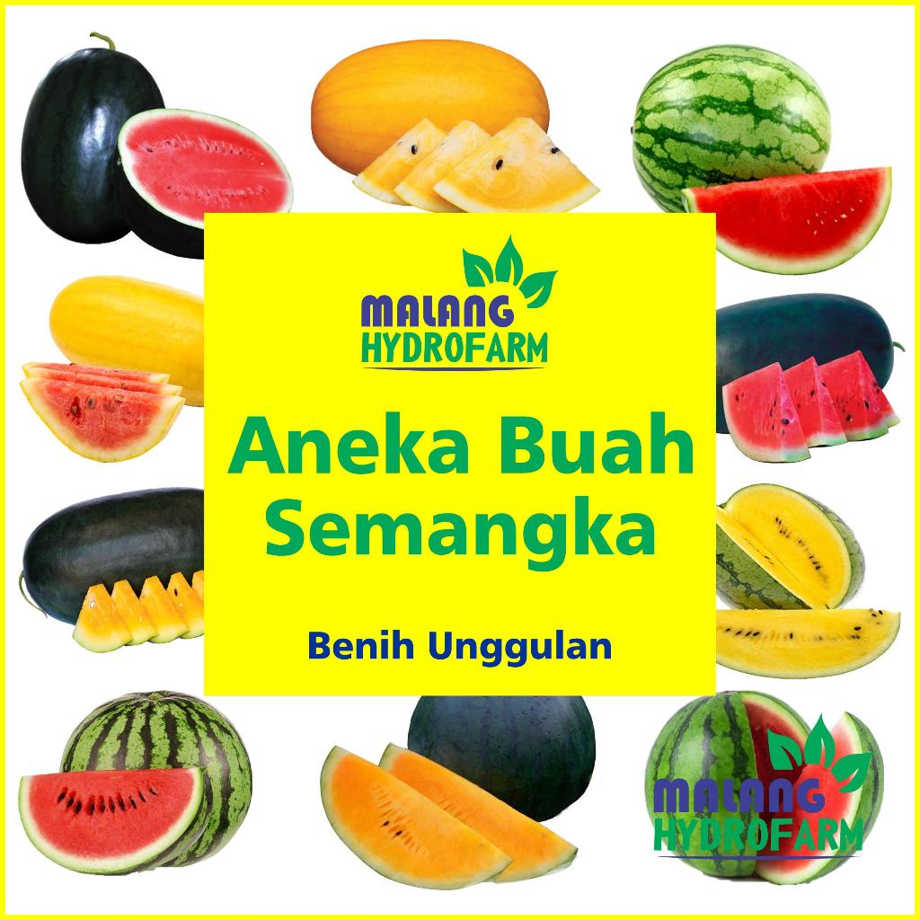 Benih Aneka Buah Semangka Unggul Isi 100 Biji Varian Merah Kuning Mini Tanpa Biji