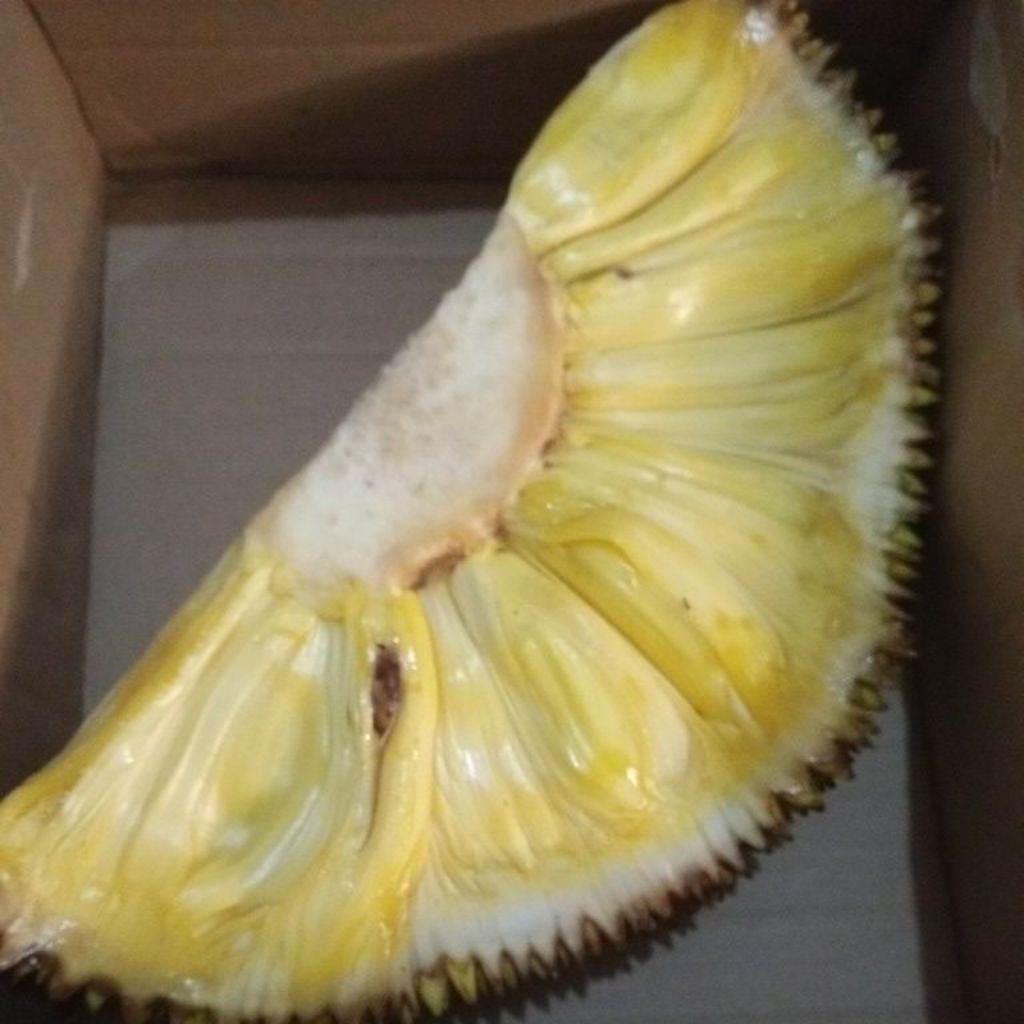 Buah Nangka Nongko manis matang segar