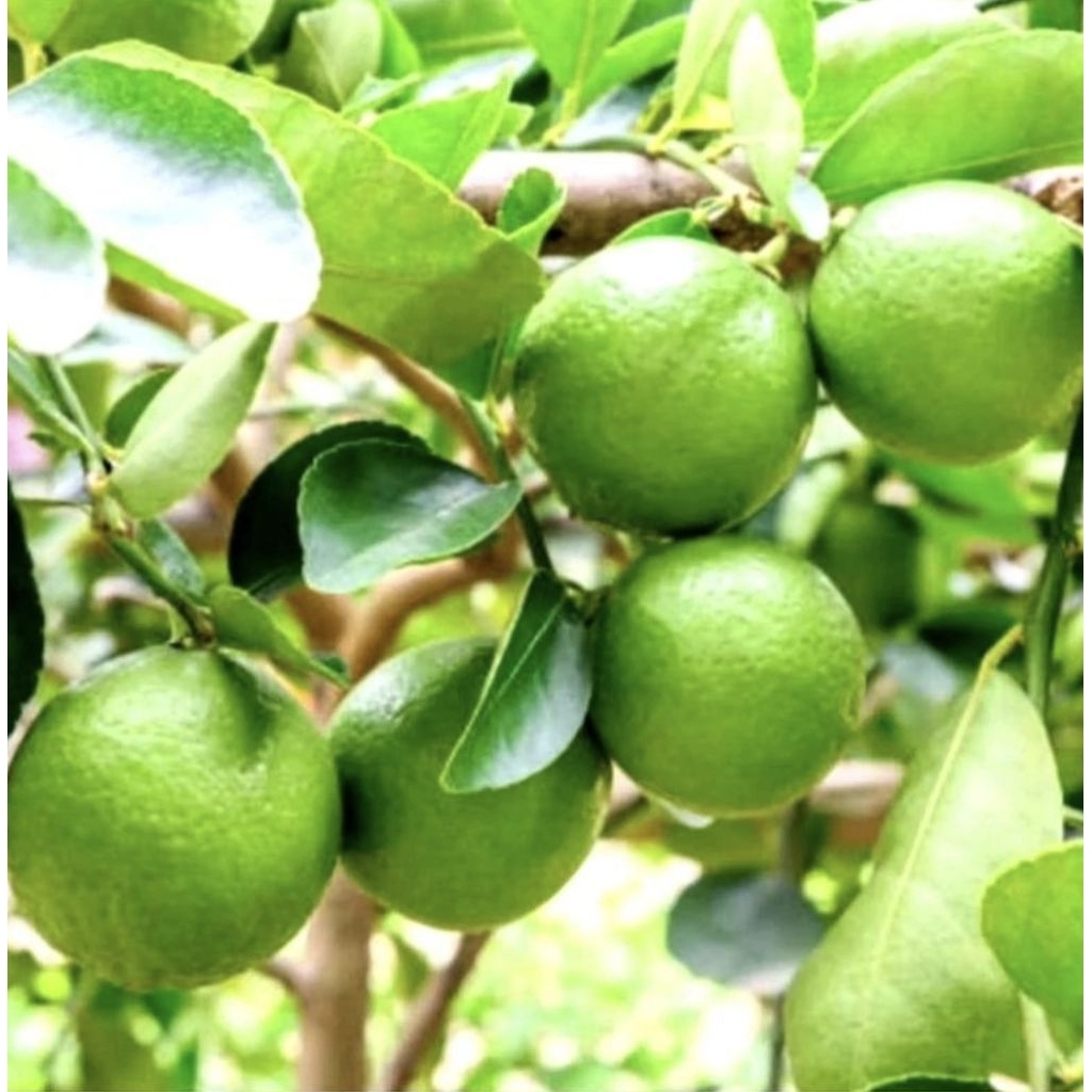 Pohon Jeruk Nipis Okulasi Bibit Tanaman Pohon Buah Jeruk Nipis