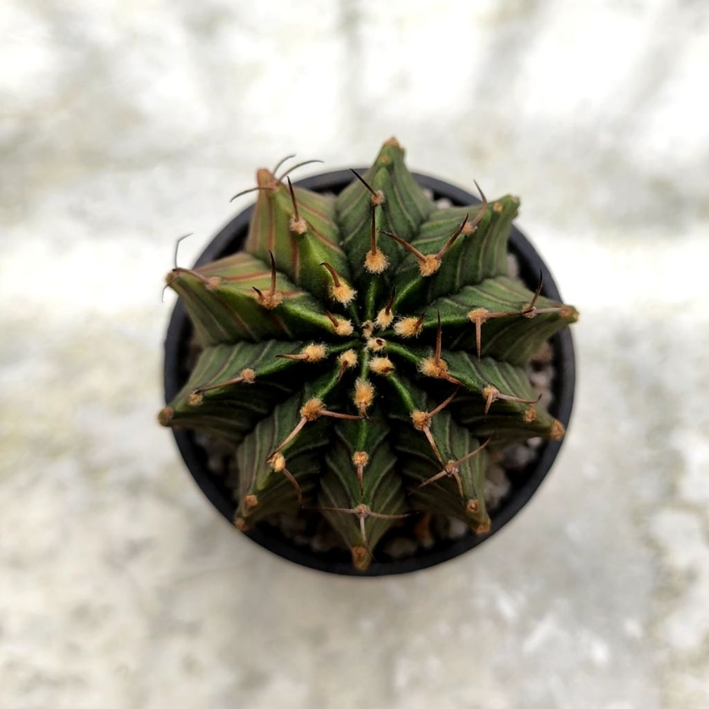 Kaktus LB Hybrid Variegata